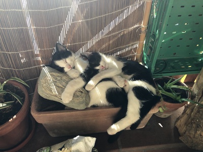 Europäisch Kurzhaar Jungtier - Katze