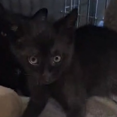 Europäisch Kurzhaar - Katze