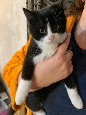 Europäische Hauskatze Jungtier - Kater