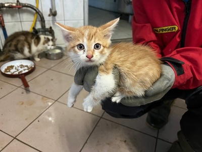 Europäische Hauskatze Jungtier - Kater