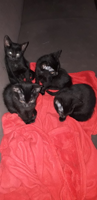 Europäische Hauskatze Jungtier - Katze