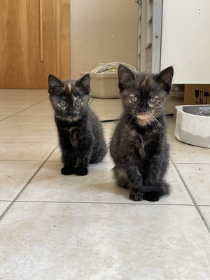 Europäische Hauskatze Jungtier - Katze