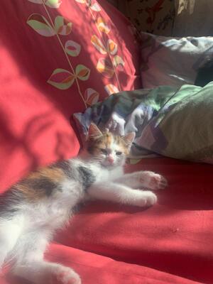 Europäische Jungtier - Katze