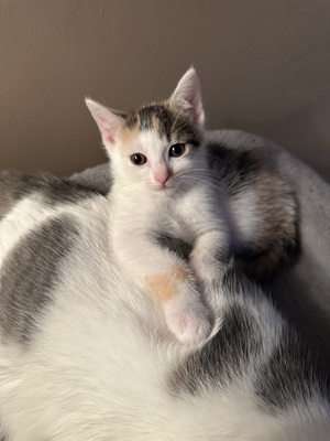 Europäische Jungtier - Katze