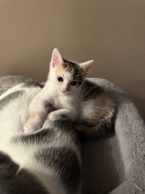 Europäische Jungtier - Katze