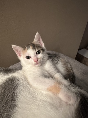 Europäische Jungtier - Katze