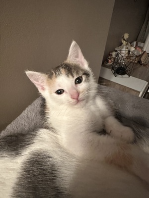 Europäische Jungtier - Katze