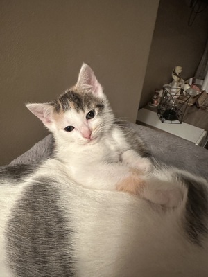 Europäische Jungtier - Katze