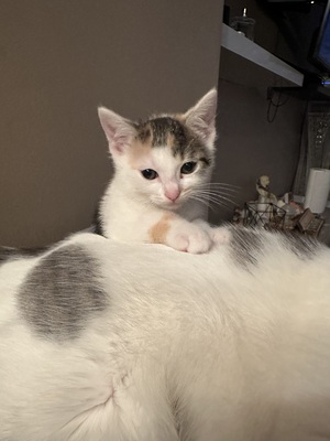 Europäische Jungtier - Katze