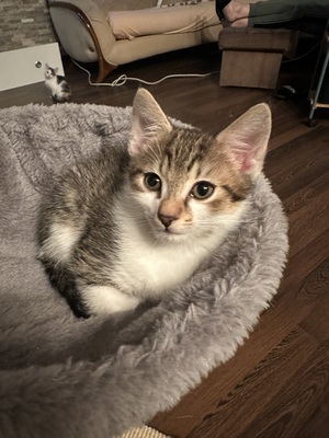 Europäische Jungtier - Katze