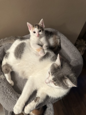 Europäische Jungtier - Katze
