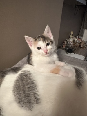 Europäische Jungtier - Katze