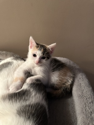 Europäische Jungtier - Katze