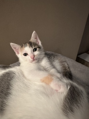 Europäische Jungtier - Katze