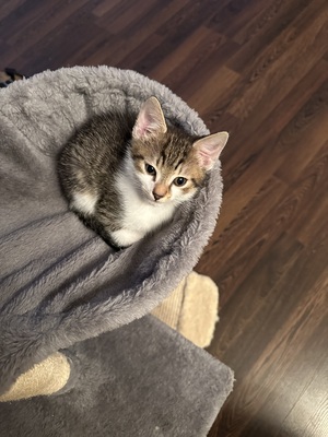Europäische Jungtier - Katze