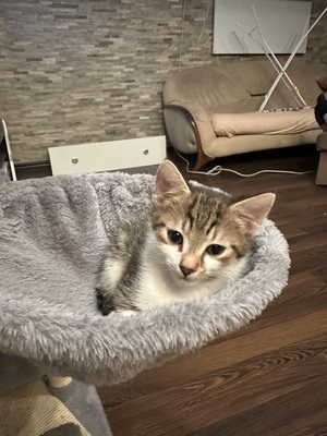 Europäische Jungtier - Katze