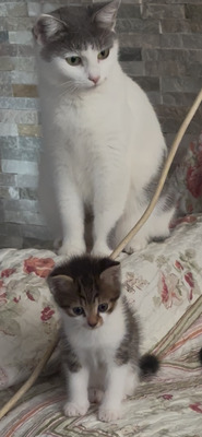 Europäische Jungtier - Katze