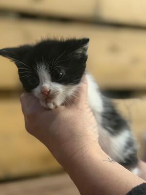 Europäische Kurzhaar Jungtier - Kater