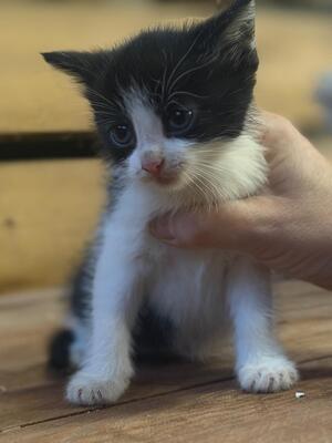 Europäische Kurzhaar Jungtier - Kater