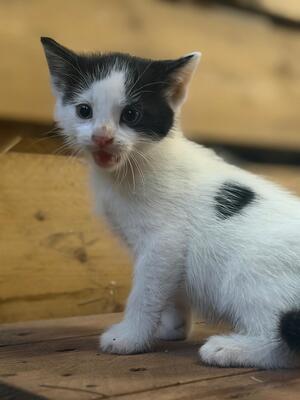 Europäische Kurzhaar Jungtier - Kater