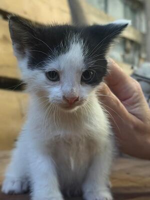 Europäische Kurzhaar Jungtier - Kater