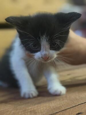 Europäische Kurzhaar Jungtier - Kater