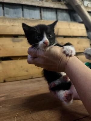 Europäische Kurzhaar Jungtier - Kater