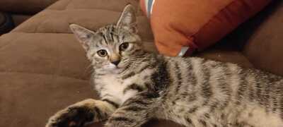 Europäische Kurzhaarige und Britischkurzhaarig Jungtier - Katze