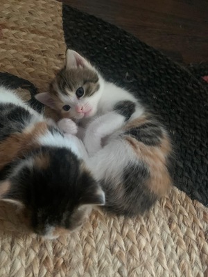 Europäische Mixed Jungtier - Katze
