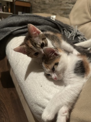Europäische Mixed Jungtier - Katze