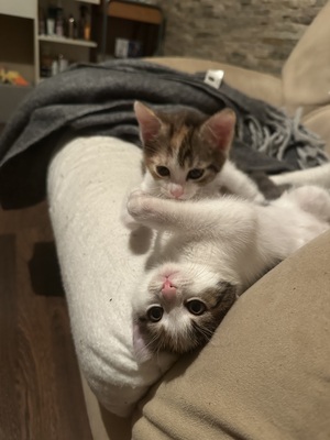 Europäische Mixed Jungtier - Katze