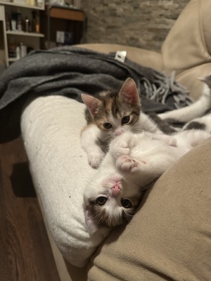 Europäische Mixed Jungtier - Katze