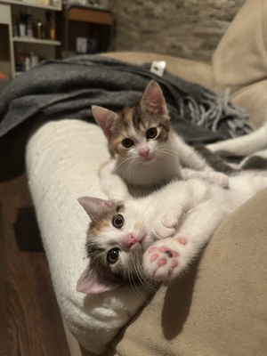 Europäische Mixed Jungtier - Katze