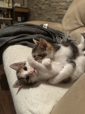Europäische Mixed Jungtier - Katze