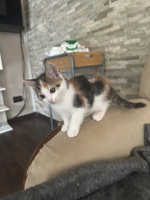 Europäische Mixed Jungtier - Katze