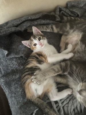 Europäische Mixed Jungtier - Katze