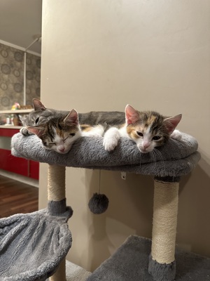 Europäische Mixed Jungtier - Katze