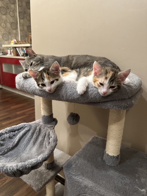 Europäische Mixed Jungtier - Katze