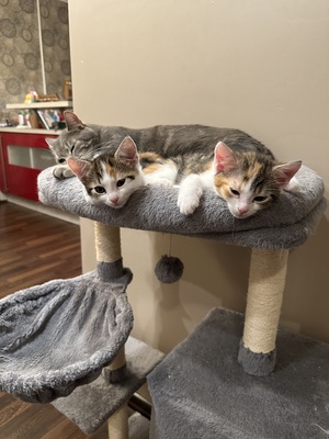 Europäische Mixed Jungtier - Katze
