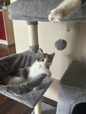 Europäische Mixed Jungtier - Katze