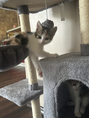 Europäische Mixed Jungtier - Katze