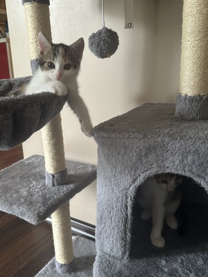 Europäische Mixed Jungtier - Katze