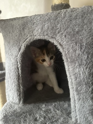 Europäische Mixed Jungtier - Katze