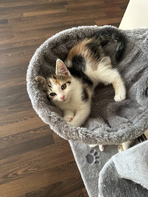 Europäische Mixed Jungtier - Katze