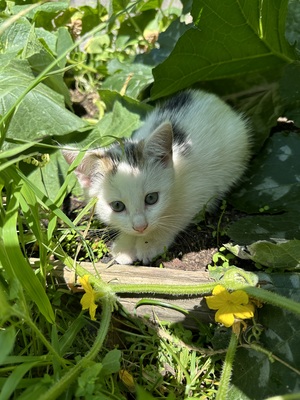 Europäische kurzhaar Jungtier - Katze