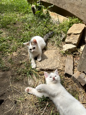 Europäische kurzhaar Jungtier - Katze