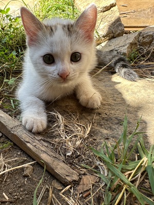 Europäische kurzhaar Jungtier - Katze