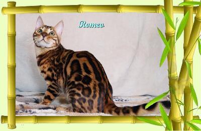 Exklusiver und pfiffiger Bengal Kater, Donat Rosetten, Eyecatcher, unkastriert!, Bengal - Kater