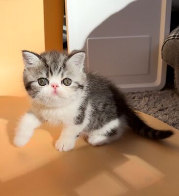 Exotic Shorthair Kitten (männlich): Fibie sucht eine neue Familie - mit Stammbaum Exotic Shorthair Kitten (männlich): Fibie sucht eine neue Familie - mit Stammbaum, 1 Kater Jungtier - Kater 1