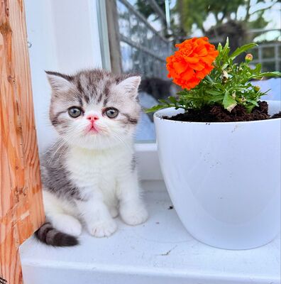 Exotic Shorthair Kitten (männlich): Fibie sucht eine neue Familie - mit Stammbaum Exotic Shorthair Kitten (männlich): Fibie sucht eine neue Familie - mit Stammbaum, 1 Kater Jungtier - Kater